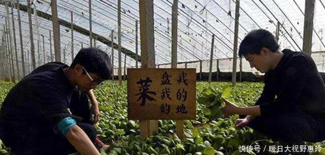 未来几年，农村这几个行业不敢说月入10万，但月入过万不是很难