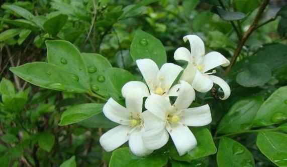  [烛光]喜欢玫瑰，首选“精品玫瑰”烛光，开花似美人起舞，比“菊花”美