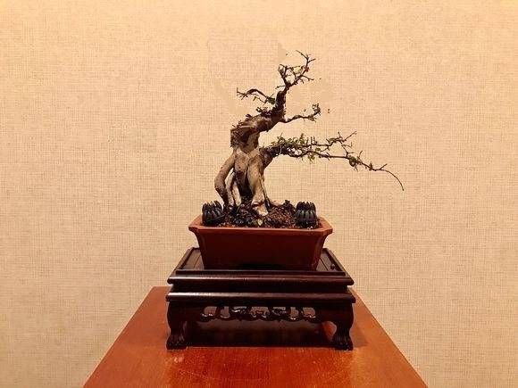  【给出】雀梅盆景桩头的蜕变，真是越来越喜人，看盆景大师给出的涂鸦建议