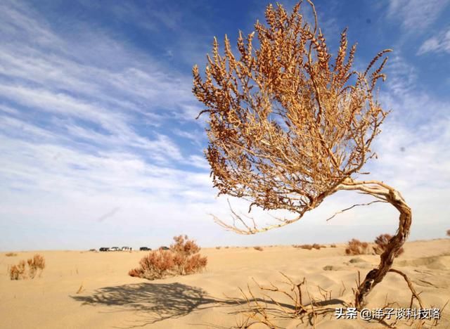 此沙漠被称为“死亡之海”，中国将沙漠变成“金子”，给其穿绿装