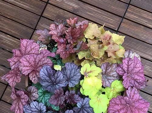  『植物』这种五彩斑斓的观叶植物，好养耐寒，让阳台或花园变得色彩缤纷！