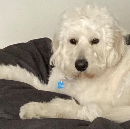 『马斯』宅男泰森自得其乐!交新朋友,子女无一人接班,只能在他面前练拳