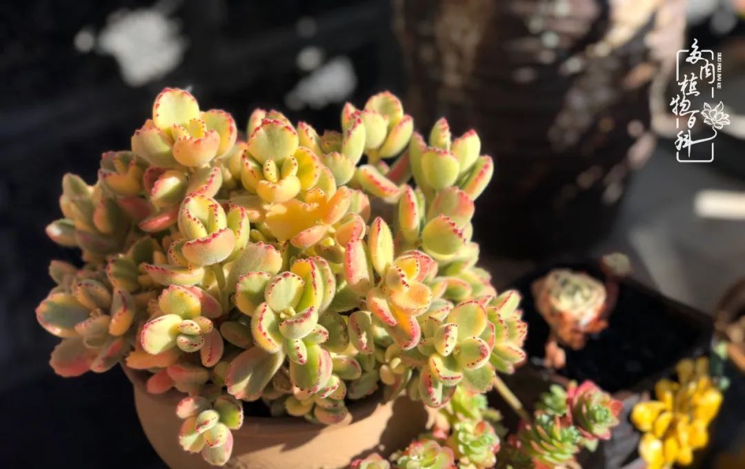  「院里」在茜的多肉小院里,花时间种快乐!