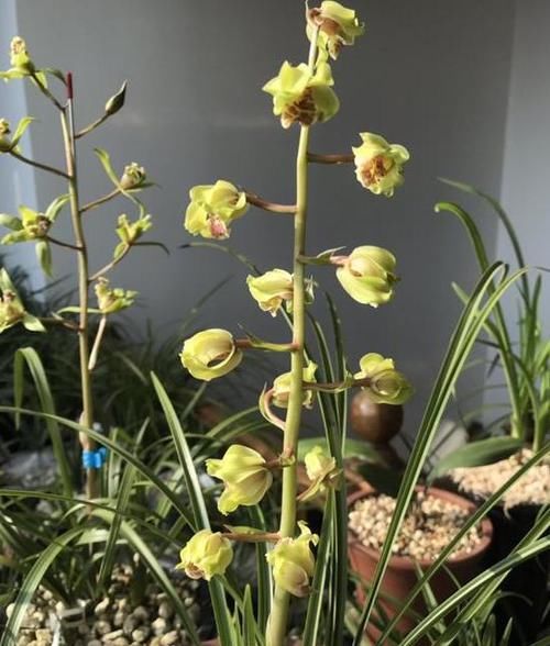 #花香#花色最高贵的兰花，花量超高，花瓣飘逸，花香浓郁，养花就选它