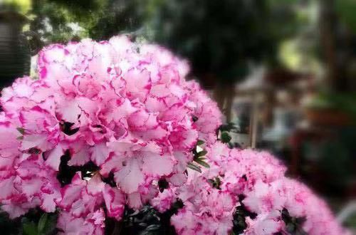  「雅致」此花古朴雅致，花色艳丽多样，花期超长，养护简单，观赏价值极高