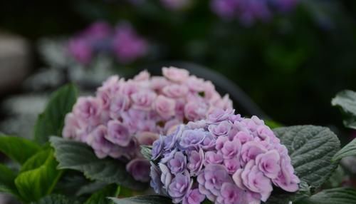  『枯萎』绣球花谢花后老枝条上的叶芽为什么枯萎不展开？好多人都犯的错