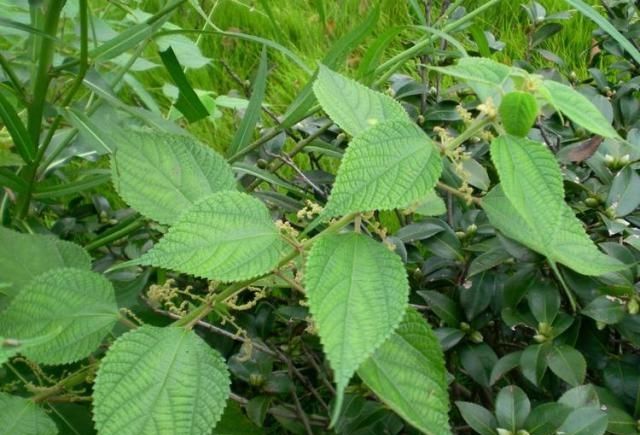 『药用价值』草地里的一种“植物”，是布料的原材料，全身是宝，您见过吗