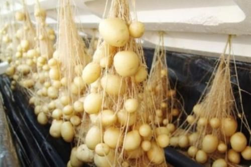 【大用处】土豆发芽了没办法吃,但是却有大用处,别傻傻扔掉了