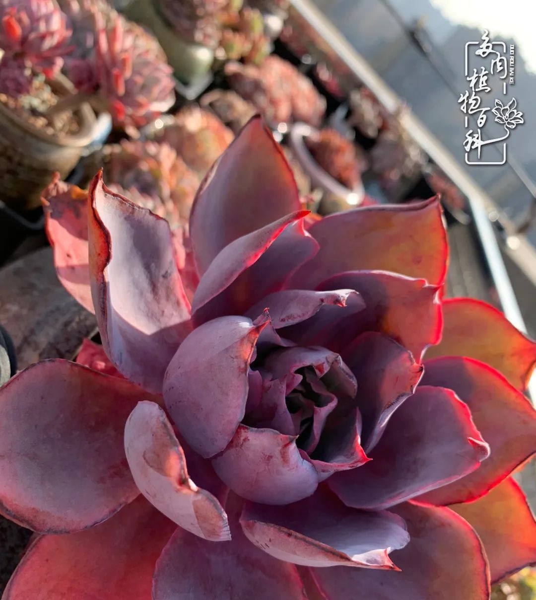  『不语』多肉成长记：时光不语，静待花开！其实养多肉也不是很难！