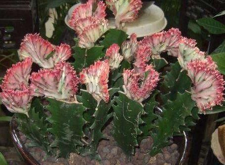  『吸附甲醛』别傻傻的买绿萝！这两种植物才是真正的“吸甲醛高手”