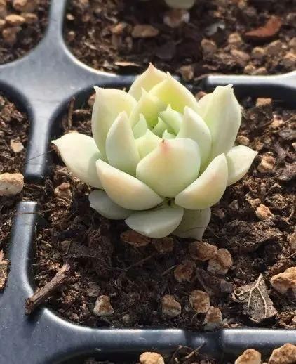  x海琳娜■景天大神亲手杂交的50多种多肉，你肯定没见过！