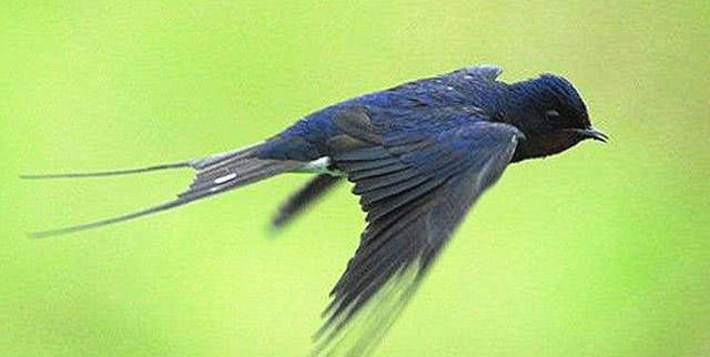 燕子过冬需要南迁，那最后飞到南方什么地方呢？出来怕你不信！