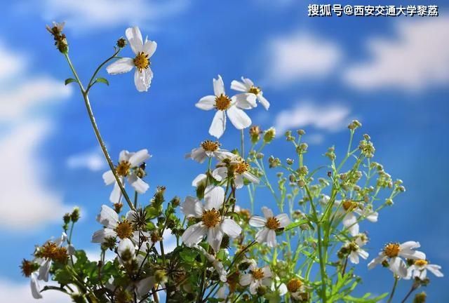  『消失』很快就要消失的野花
