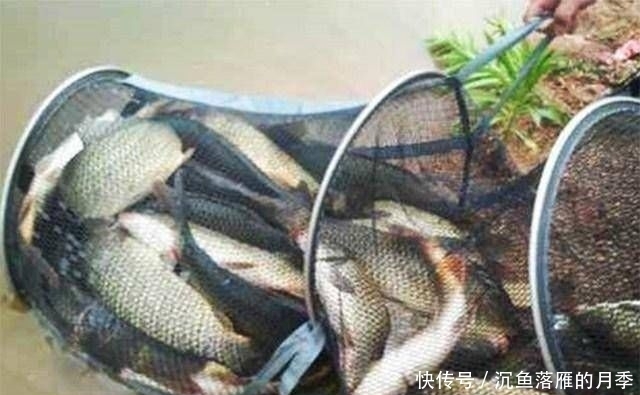  【不到】商品饵料钓不到鱼？天然饵料会更好，5枚鸡蛋的妙用