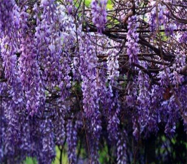  「拥有」浪漫梦幻的花朵，花期可达200天，你值得拥有