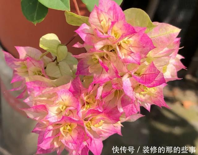 次水就行@阳台变花园,8种花现在养,半个月就爆满阳台,长的飞快花也多