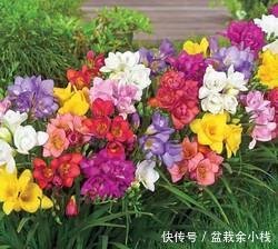  『喜欢』喜欢在家养护花卉，就选3种花卉，花色艳丽，花期长，开花量繁多