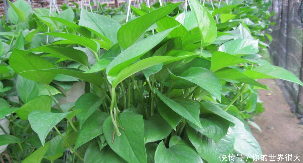 绿萝■想要养好吊兰绿萝,四个养植方法要记住