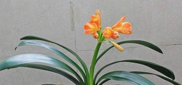  耗土|这“3种花”最耗土，一年吃“3斤”，白根挤不下，小崽爆满盆！