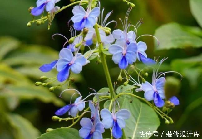 『蓝色』6种蓝色系的花,最适合夏天养,清凉又舒爽!