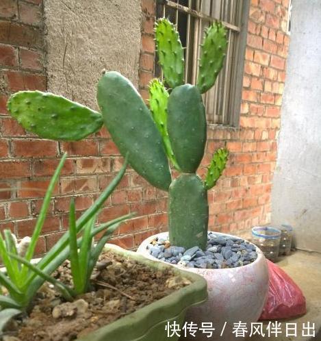  [适合]此3种植物忒适合新手、懒人居家盆栽，随便一养就长势良好