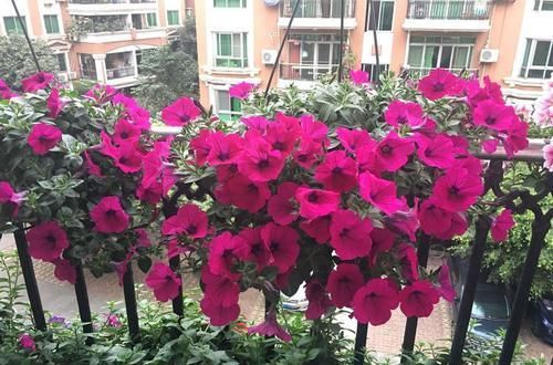  『枝繁叶茂』这些花卉美过玫瑰，一年四季花开不停，开花量大，花开枝繁叶茂