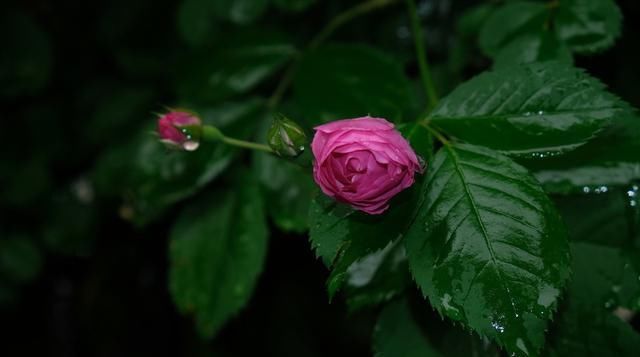  #月季#梅雨季节月季怎么养？杜绝黑斑病虫害，正常施肥别乱剪，严防烂根
