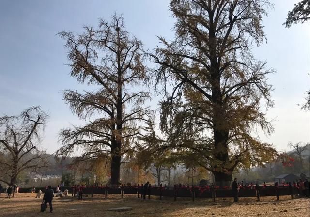 图说中国千年银杏谷