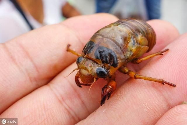 疑问丨知了猴生活在地下为什么没被蚂蚁吃掉，真相是这样的