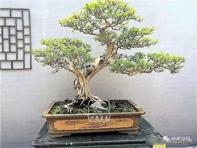  「作品」有年功的盆景，品相好，价值高！