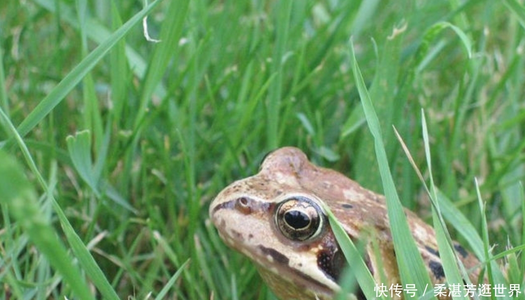  「除害」农田中除害小能手，现在要靠人工养殖，只因身怀珍贵药