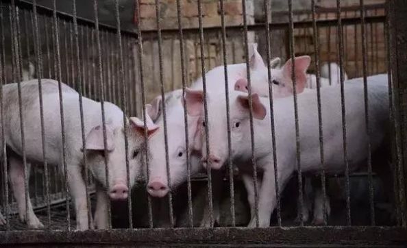  「养殖场」国务院常务会议：稳定生猪生产，禁养区域不可随意定