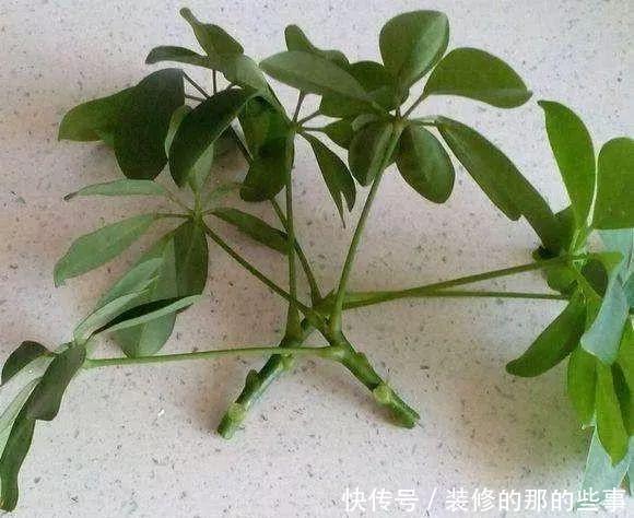  『花钱买』养花技巧：最难养的3种花，扦插100%活，下次别再花钱买啦