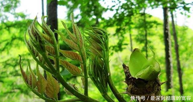 过去农民见到就砍的树，现在被称为“美味山珍”，价值十分珍贵！