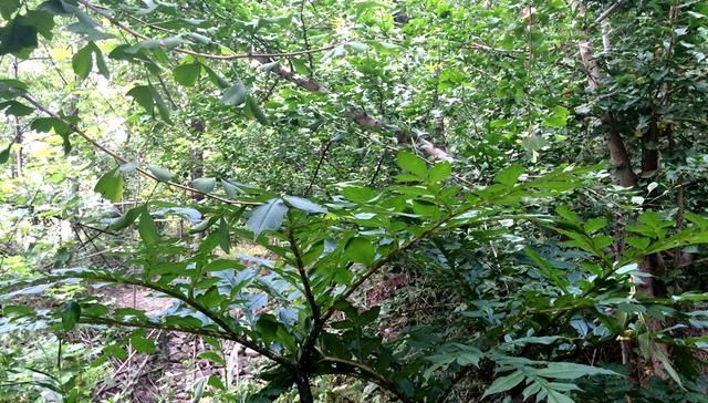  「营养」能制作“豆腐”但不是豆类，容易种植产量高营养好农民为啥不种？