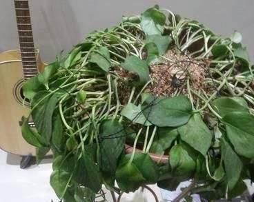  『培绿』土培绿萝水一多就烂根，而水培的就没事，尴尬了！
