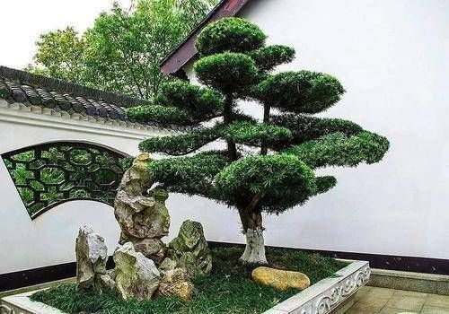  『家里』有经验的人，只喜欢这3种花，寓意好放在家里价值高