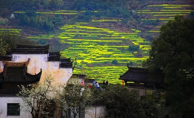 3月，去婺源看漫山油菜花