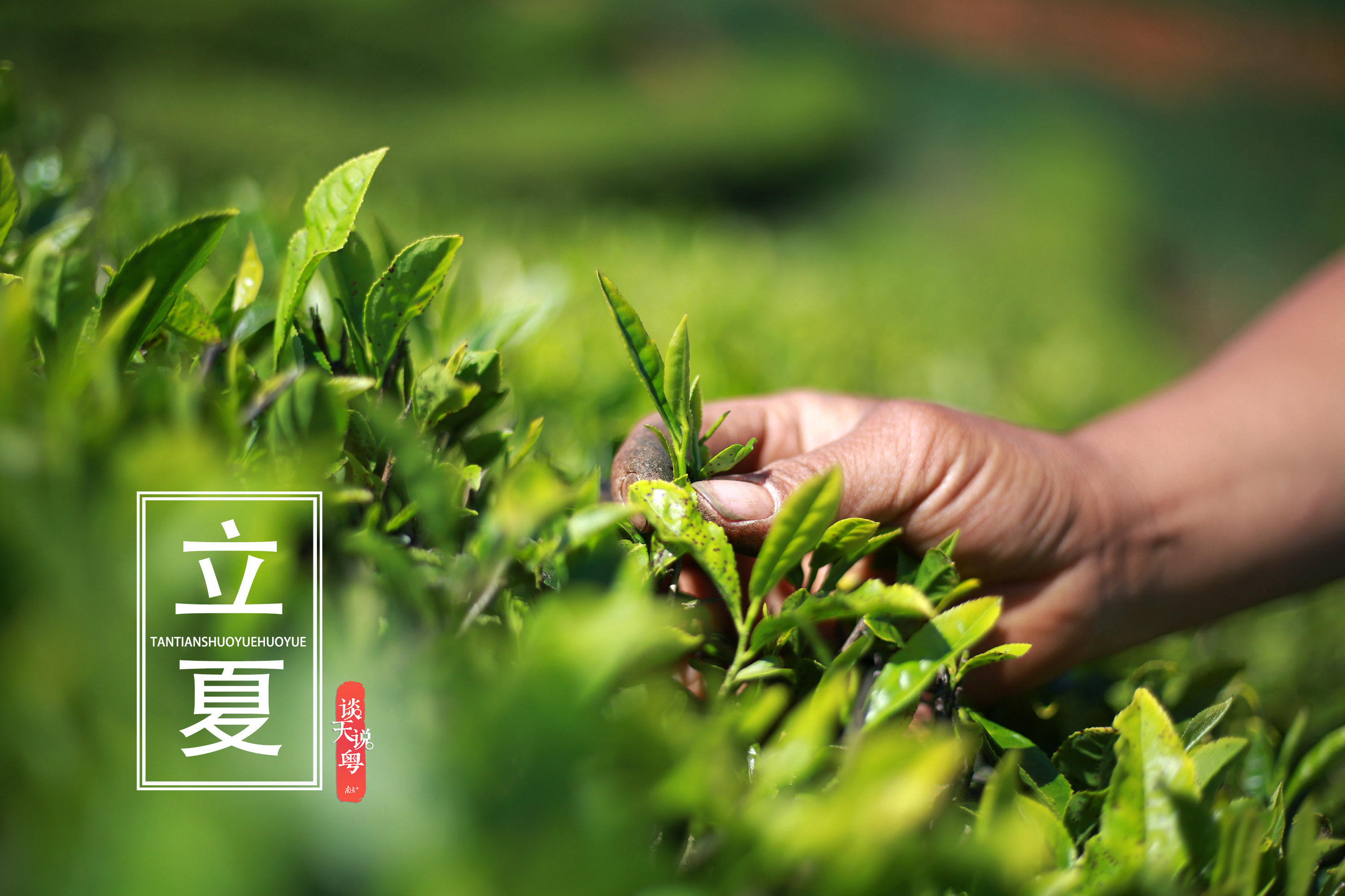  『立夏时节』谈天说粤|今日立夏：广东最高温36℃！护阳养心是重点