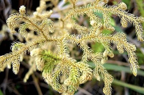  『生命力』以往叫它“蜈蚣草”，枝条有“80厘米长”，拔走1棵少1棵，请珍惜