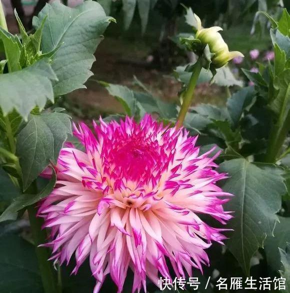  『花开』大丽花真美，花开100朵，一开大半年！