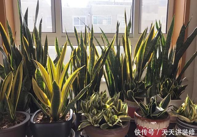  [图片作者]15种超级好养的花，不死鸟居然不是第一，“养花杀手”们试一试吧