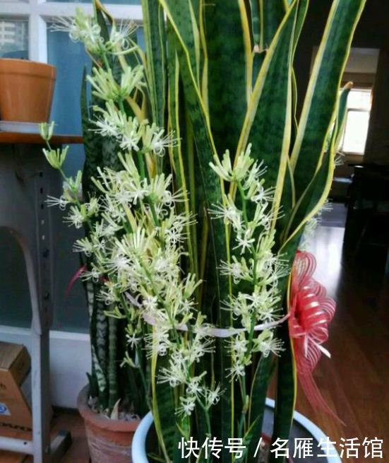  「绿萝」这3种植物“吸甲醛”，比绿萝、吊兰“强10倍”，回家赶紧养1盆！
