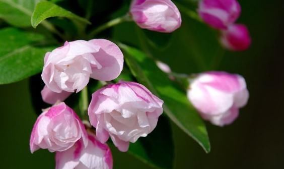  花苞|夏天一到，西府海棠就“蔫”？甩“几刀”，花苞挂满枝，花儿爆