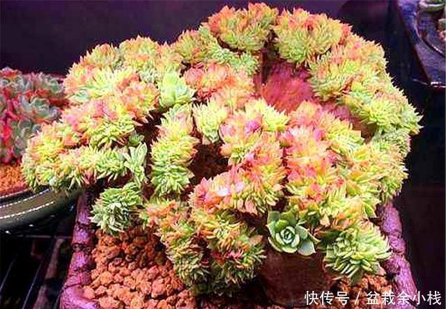 共存|多肉三色堇,老桩漂亮爆头容易,3色共存,养护简单,最适合新手