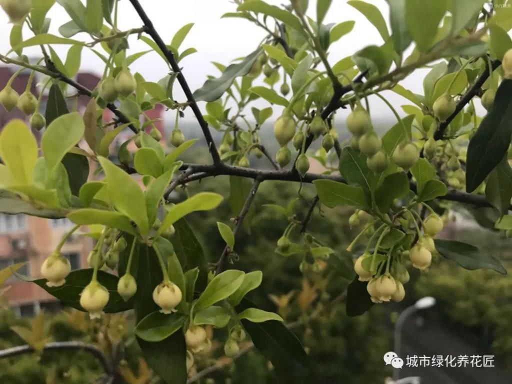  桩头|金弹子下山桩头素沙深埋抽芽成功，什么时候晒太阳好，晒晒更健康