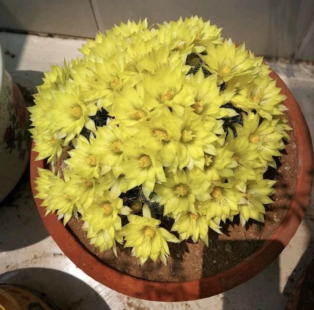  「花苞」仙人球花期短？这2个品种是劳模，一次能开30朵、开完一茬又一茬