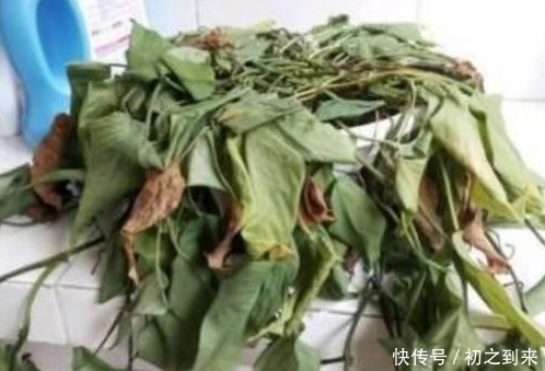  【绿萝】绿萝快死了，不要傻傻的扔了，学会这1招，一个月可以恢复回来