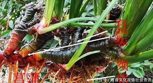  好摄农夫：这两种植物和兰花最容易混淆，简单的2点，就可以区分清楚