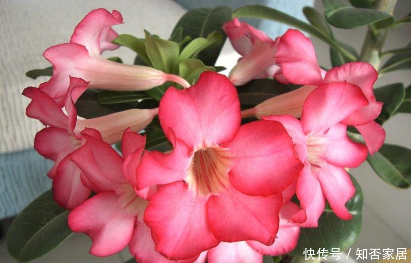 【漂亮】适合养在室内的5种花,给点阳光就灿烂,开花爆盆很简单,真漂亮